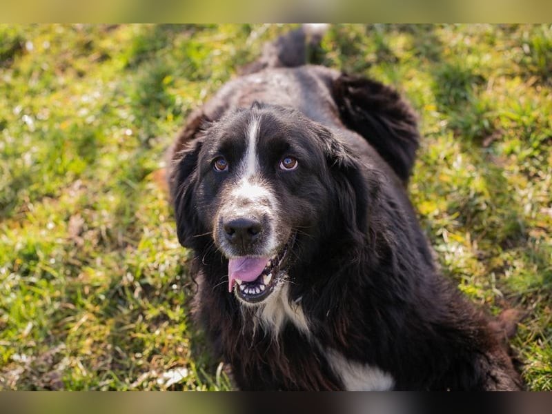 TOMMA - die kräftige und aktive Hündin sucht ein passendes Für-Immer Zuhause!