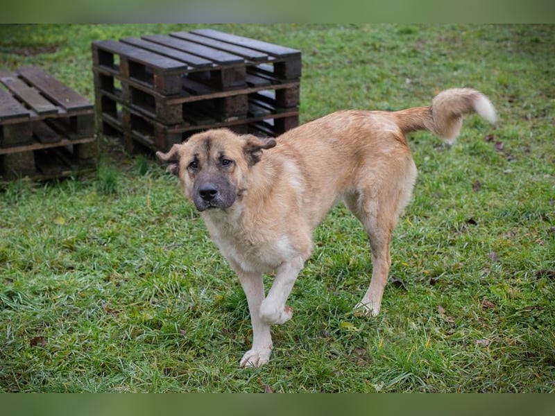 SERINA - die hübsche Maus freut sich auf tolle Abenteuer mit ihren Menschen!