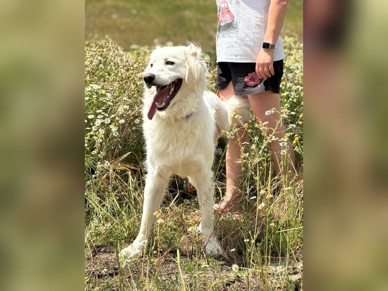 PEPINO - der lebenslustige Rüde träumt von Geborgenheit und Liebe in seinem eigenen Zuhause