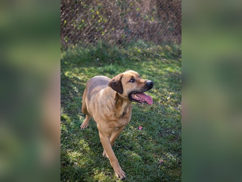 QUINCY - der ruhige + verschmuste große Rüde möchte das Leben zusammen mit seinen Menschen genießen