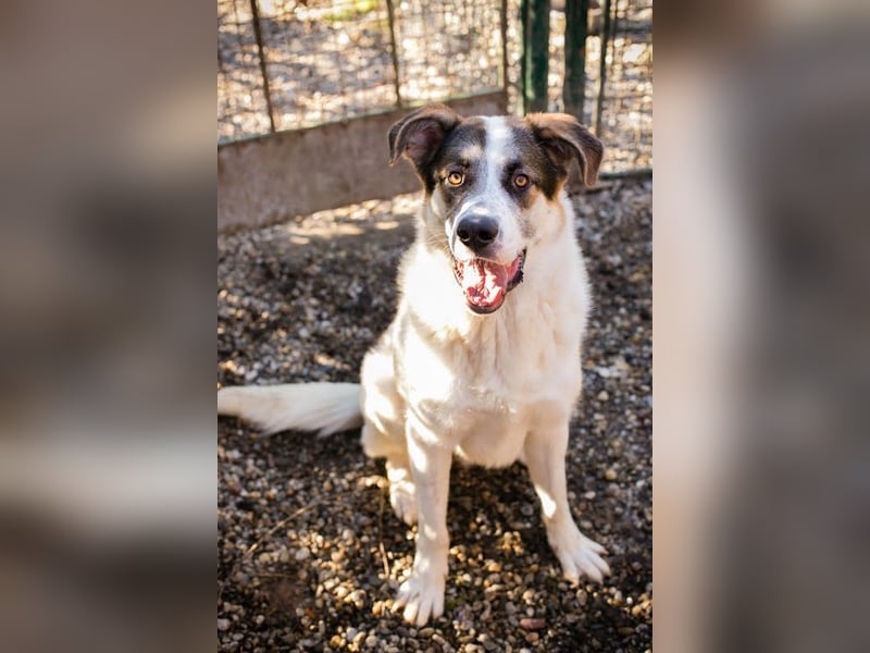 MARLON - der große und starke liebe Junge sucht eine unternehmungslustige Familie