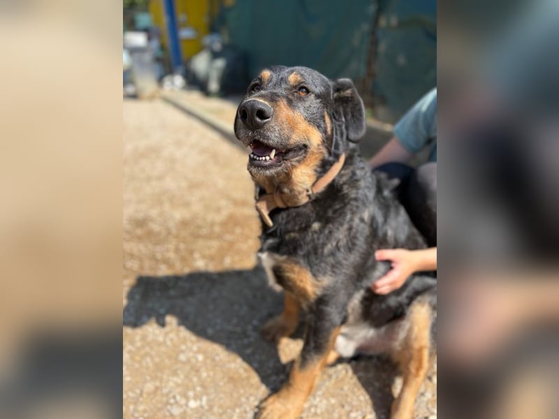 OSKAR - Wer schenkt diesem wunderbaren Hund sein Herz und ein Zuhause für immer?