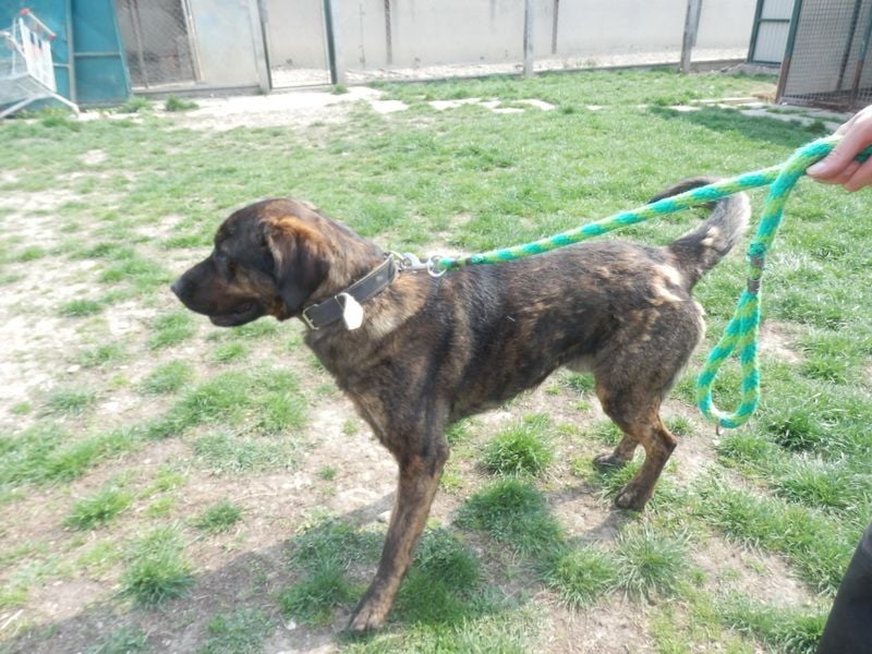 SHELL - Welche starke, erfahrene Hand zeigt mir das Leben?