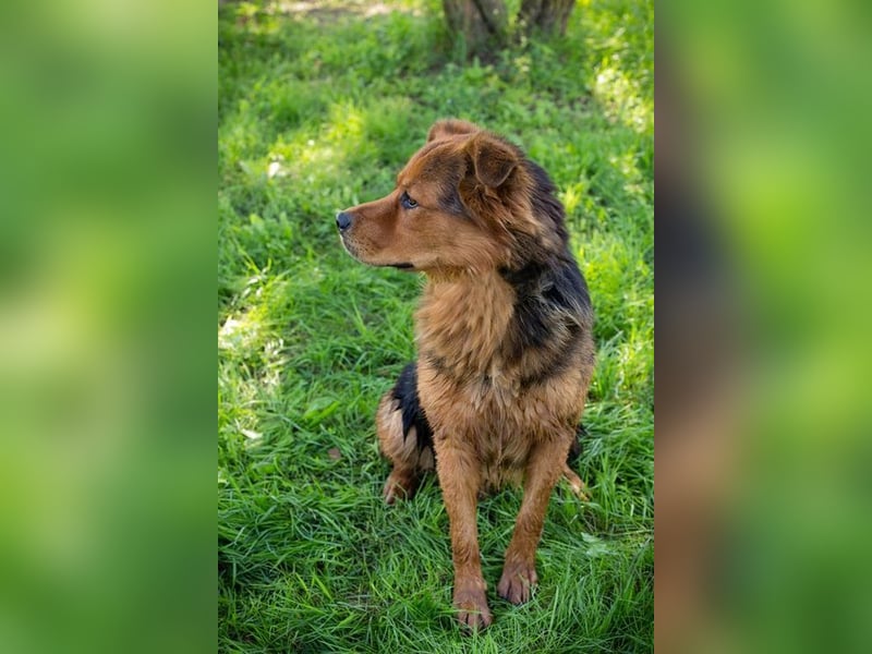 MILO - der schüchterne Rüde möchte noch die schönen Seiten des Hundelebens kennenlernen