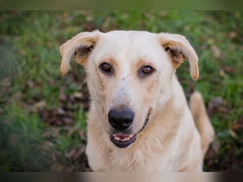 ELIJAH - der freundliche und aufgeschlossene Hundemann möchte geliebt und umsorgt werden