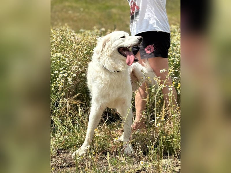 PEPINO - der lebenslustige Rüde träumt von Geborgenheit und Liebe in seinem eigenen Zuhause
