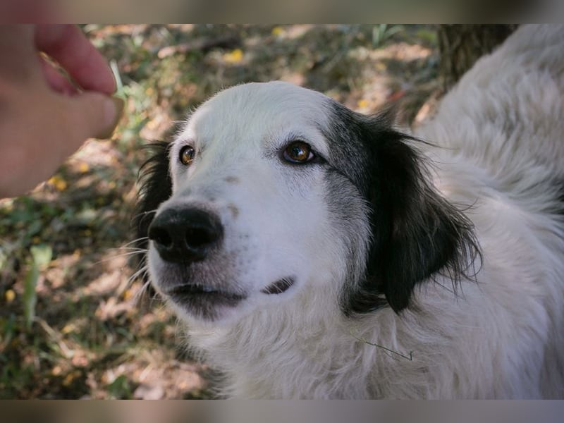 Sophie ist eine Herdenschutzhündin. Hier sollte etwas Erfahrung mit dieser Hunderasse vorhanden sein