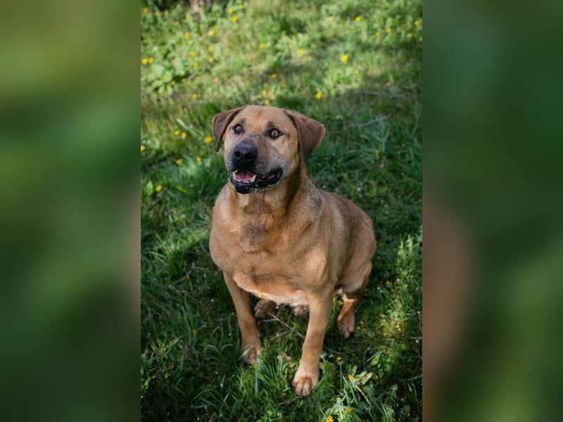 QUINCY - der ruhige + verschmuste große Rüde möchte das Leben zusammen mit seinen Menschen genießen