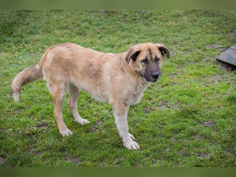 SERINA - die hübsche Maus freut sich auf tolle Abenteuer mit ihren Menschen!