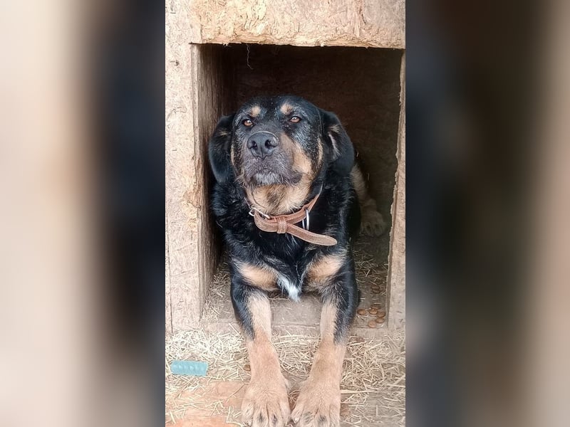 OSKAR - wer zeigt dem verspielten, klugen Rüden, wie schön ein Hundeleben sein kann?