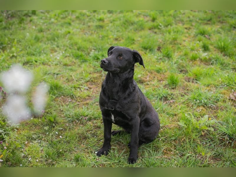 Welpe CHICA - ich träume von tollen Abenteuern mit meinen Menschen!