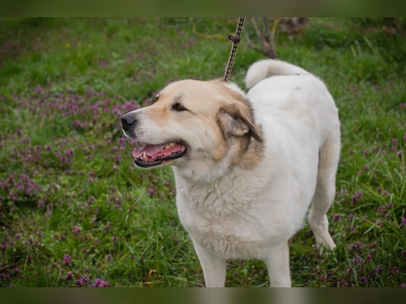 KAMILA - ruhige, nette und besonnene Herdenschutz-Mix-Hündin sucht erfahrene Familie