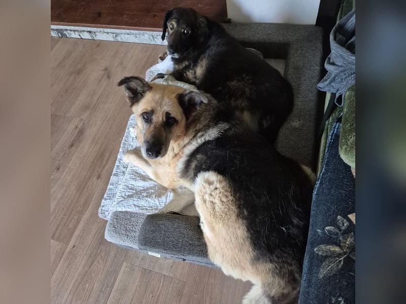 CHIKU - toller, sozialer, gelehriger und ruhiger (also der perfekte!) Kumpel sucht seine Familie
