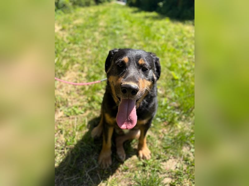 OSKAR - Wer schenkt diesem wunderbaren Hund sein Herz und ein Zuhause für immer?