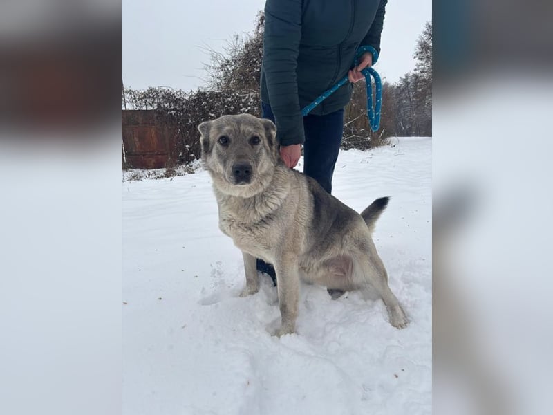 MULAN - wer zeigt der hübschen Maus, wie schön ein Hundeleben sein kann?