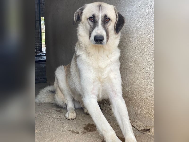 Sido, geb. ca. 02/2024, lebt in GRIECHENLAND, im städt. Tierheim Serres