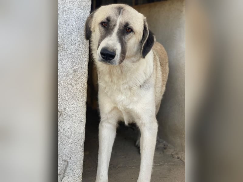 Sido, geb. ca. 02/2024, lebt in GRIECHENLAND, im städt. Tierheim Serres