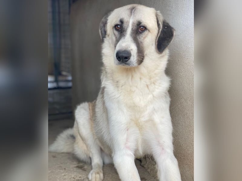 Sido, geb. ca. 02/2024, lebt in GRIECHENLAND, im städt. Tierheim Serres