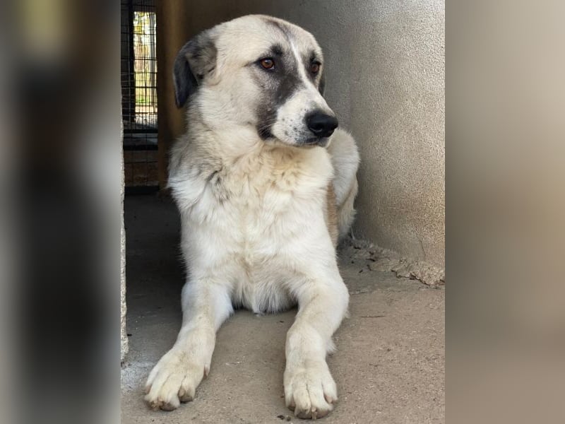 Sido, geb. ca. 02/2024, lebt in GRIECHENLAND, im städt. Tierheim Serres