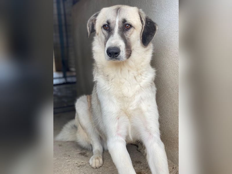 Sido, geb. ca. 02/2024, lebt in GRIECHENLAND, im städt. Tierheim Serres