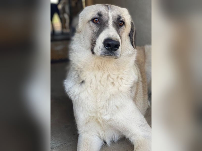 Sido, geb. ca. 02/2024, lebt in GRIECHENLAND, im städt. Tierheim Serres