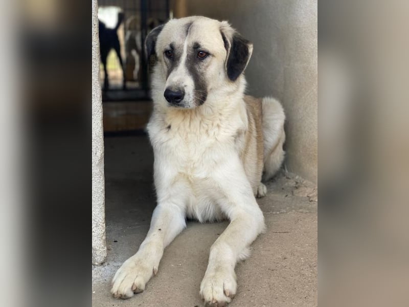 Sido, geb. ca. 02/2024, lebt in GRIECHENLAND, im städt. Tierheim Serres