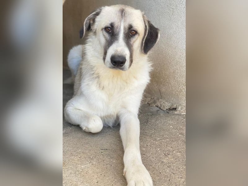 Sido, geb. ca. 02/2024, lebt in GRIECHENLAND, im städt. Tierheim Serres