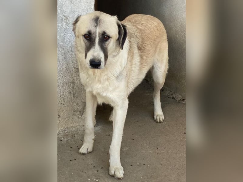 Sido, geb. ca. 02/2024, lebt in GRIECHENLAND, im städt. Tierheim Serres