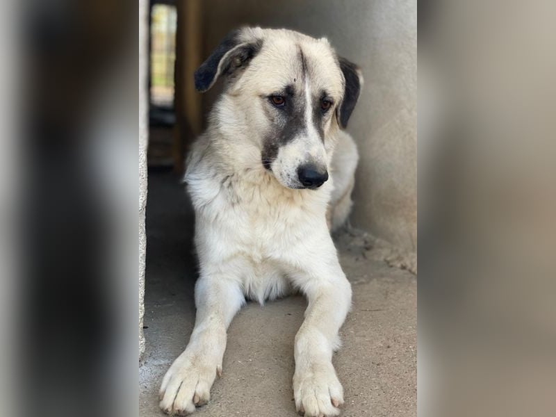 Sido, geb. ca. 02/2024, lebt in GRIECHENLAND, im städt. Tierheim Serres