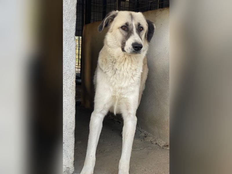 Sido, geb. ca. 02/2024, lebt in GRIECHENLAND, im städt. Tierheim Serres