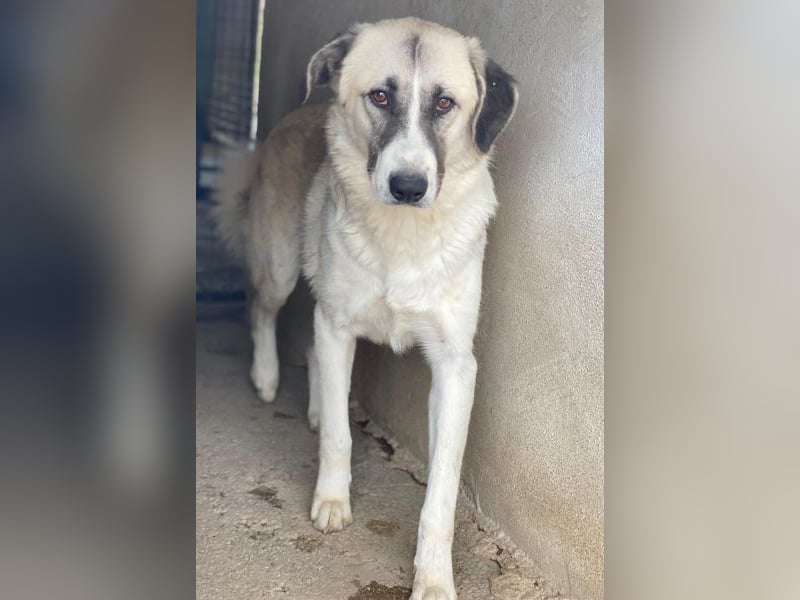 Sido, geb. ca. 02/2024, lebt in GRIECHENLAND, im städt. Tierheim Serres