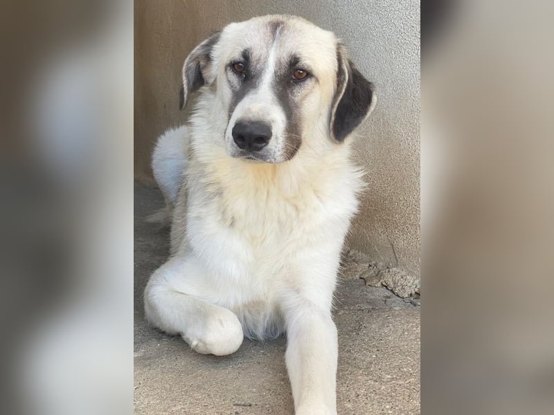 Sido, geb. ca. 02/2024, lebt in GRIECHENLAND, im städt. Tierheim Serres