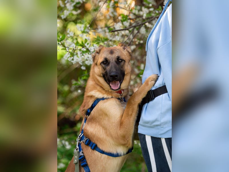 Freundlicher Waldaj sucht seine Menschen