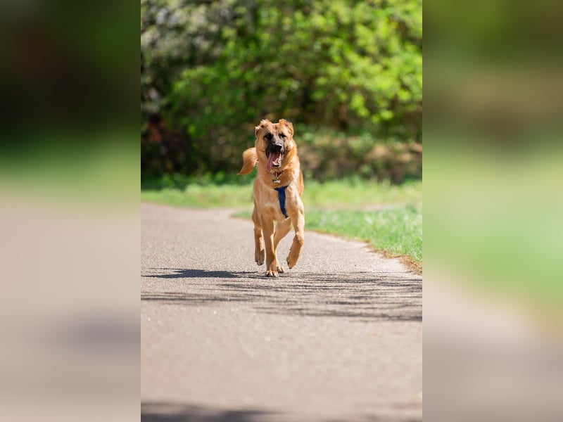 Freundlicher Waldaj sucht seine Menschen
