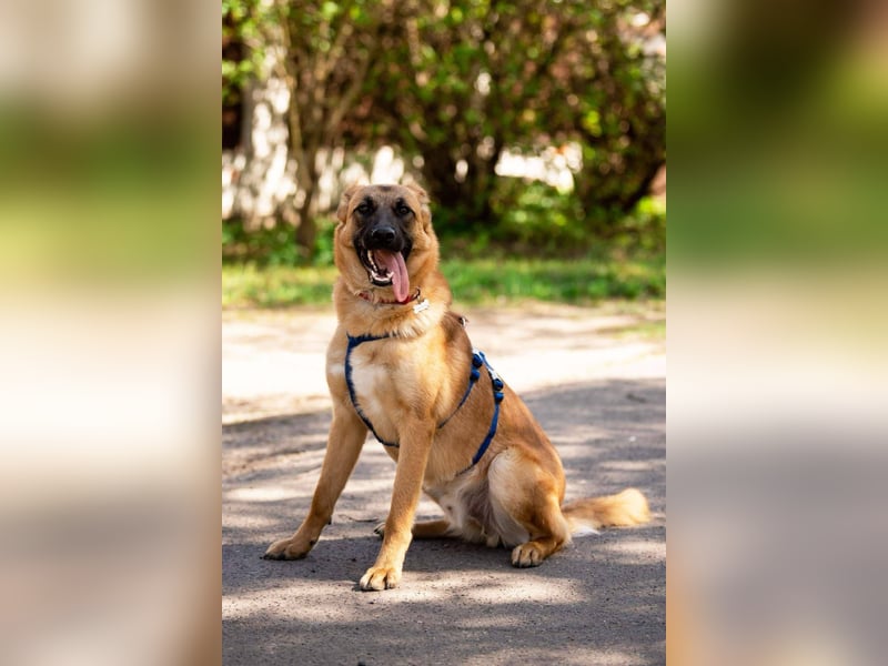 Freundlicher Waldaj sucht seine Menschen