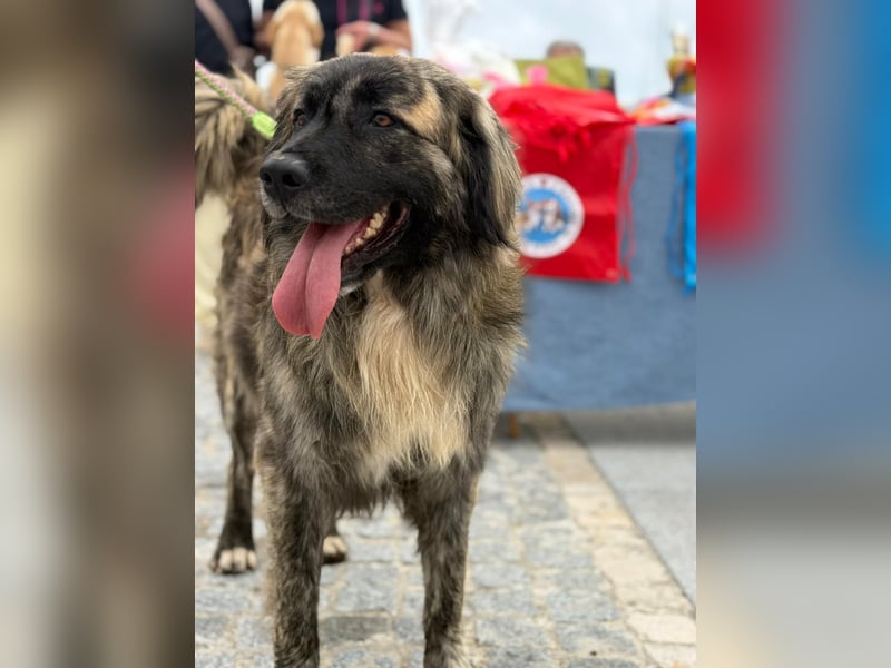 Pupo - sanfter Kuschelbär sucht Zuhause!