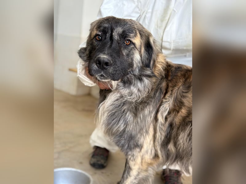 Pupo - sanfter Kuschelbär sucht Zuhause!