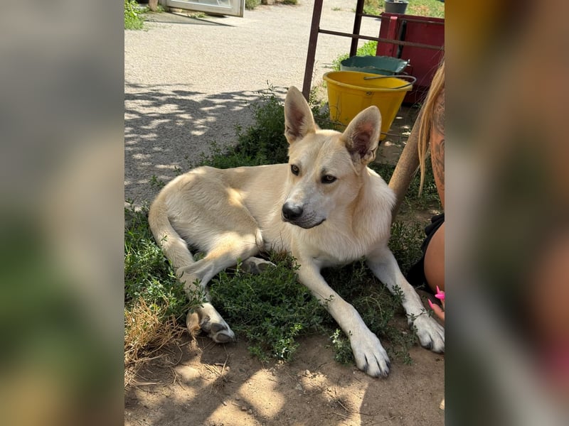 VALENTIN - zauberhafter Junghund sucht sein Zuhause
