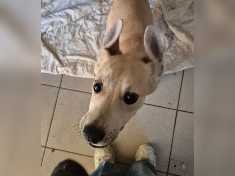 VALENTIN - lieber, sanfter Junghund sucht sein Zuhause