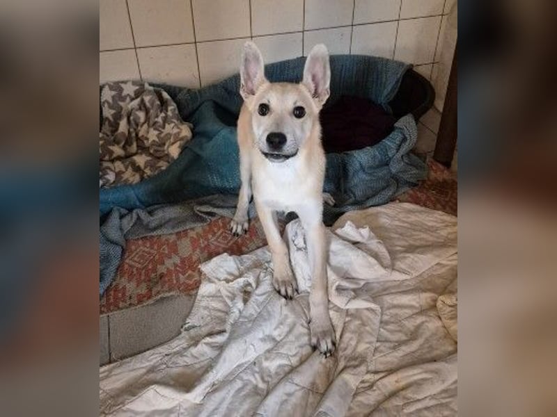 VALENTIN - lieber, sanfter Junghund sucht sein Zuhause