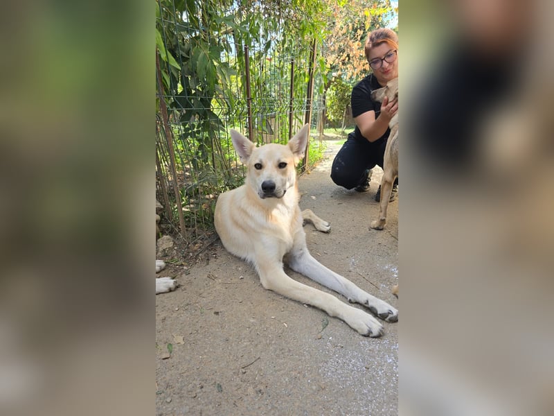 VALENTIN - zauberhafter Junghund sucht sein Zuhause