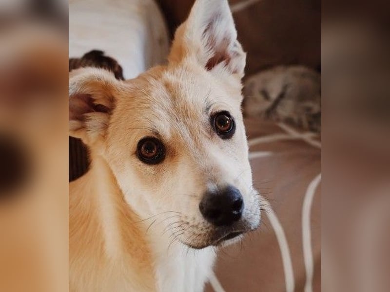 VALENTIN - lieber, sanfter Junghund sucht sein Zuhause