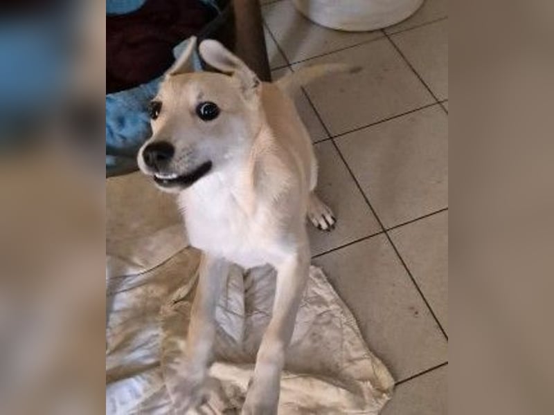 VALENTIN - lieber, sanfter Junghund sucht sein Zuhause