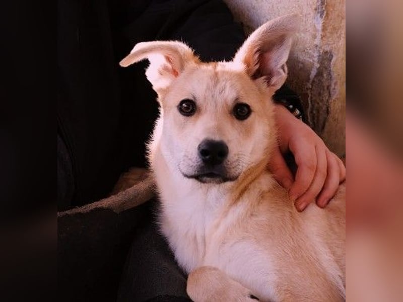 VALENTIN - lieber, sanfter Junghund sucht sein Zuhause