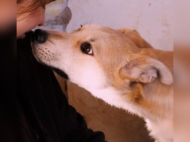 VALENTIN - lieber, sanfter Junghund sucht sein Zuhause