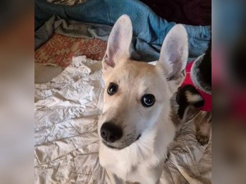 VALENTIN - lieber, sanfter Junghund sucht sein Zuhause