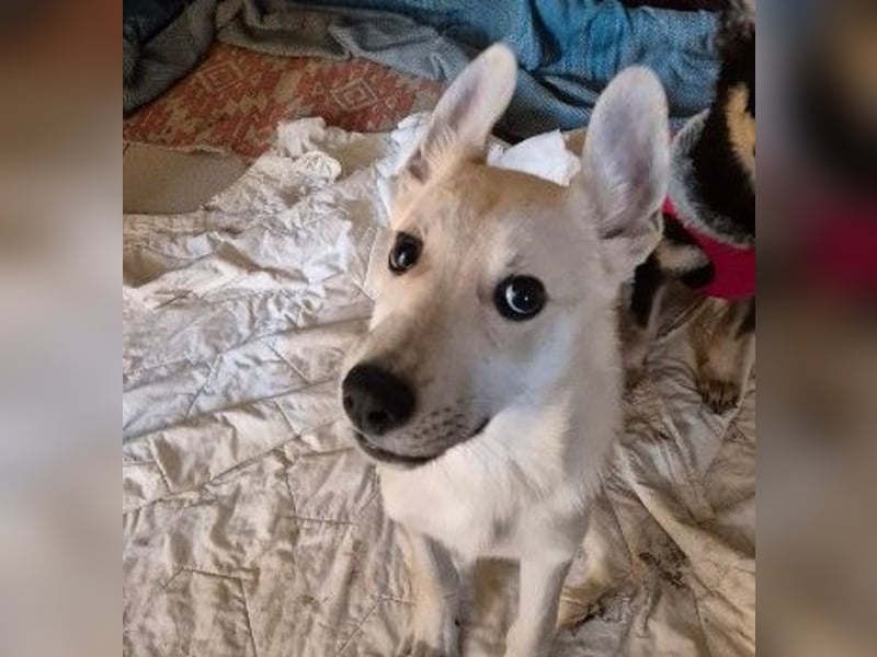 VALENTIN - lieber, sanfter Junghund sucht sein Zuhause