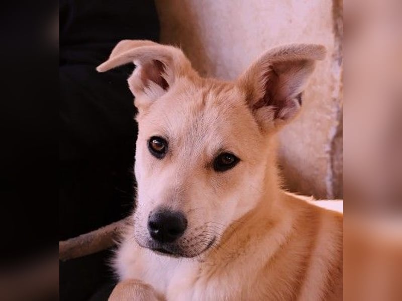 VALENTIN - lieber, sanfter Junghund sucht sein Zuhause