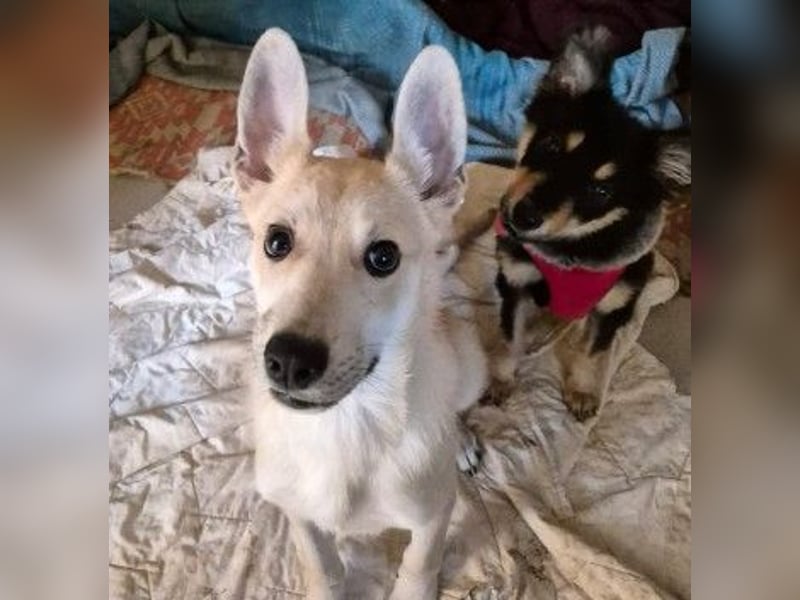 VALENTIN - lieber, sanfter Junghund sucht sein Zuhause