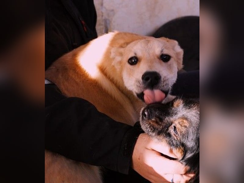 VALENTIN - lieber, sanfter Junghund sucht sein Zuhause